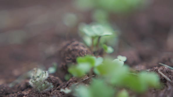 Vegetable sprouts shoot up above nutrient rich soil