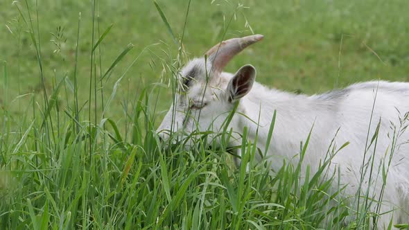 Zaanen Goat. In the Green Grass. Slow Motion.