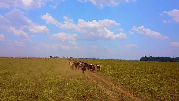 Drone following a herd of cattle running through a dry field