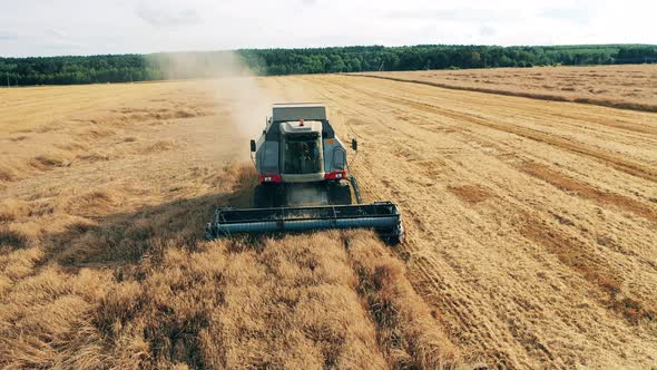 Cereal Crops in the Process of Harvesting By an Agricultural Machine