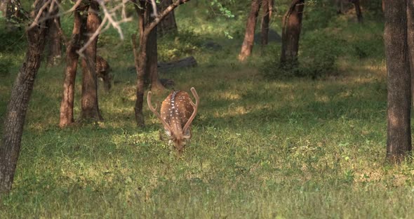 Bautiful Male Chital or Spotted Deer Grazing in Ranthambore National Park, Rajasthan, India