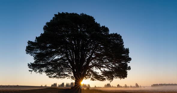 Foggy Sunrise in a Field with a Beautiful Branchy Pine Tree, Time Lapse