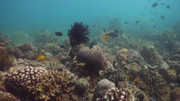 Coral Reef and Tropical Fish. Philippines, Mindoro