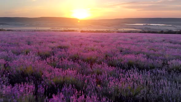 Flight Over Big Hill of Lavender Meadow at Sunset