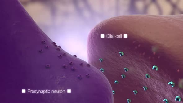 Loop Animaton Showing The Human Nervous System