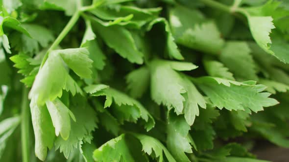 Video of close up of fresh salad parsley leaves on grey background