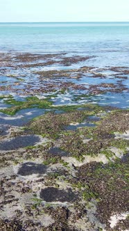 Vertical Video of a Coastal Landscape in Zanzibar Tanzania