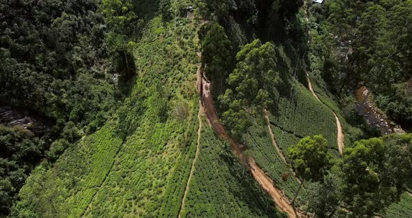 Tropical Landscape of Green Hills with Tea Plantations and Buildings