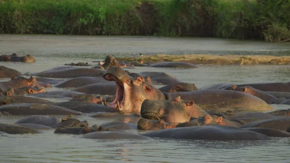 Hippopotamus pod cooling off in a river