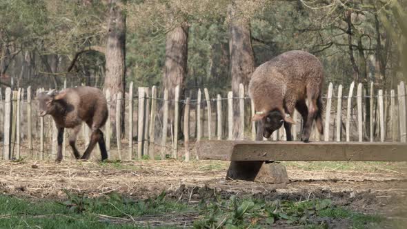 Sheep and Lambs in spring season, new life