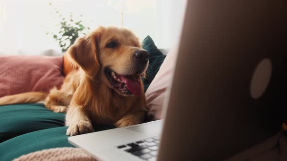 Closeup of Golden Retriever Lying on Sofa in Living Room and Looking at Laptop Screen Online