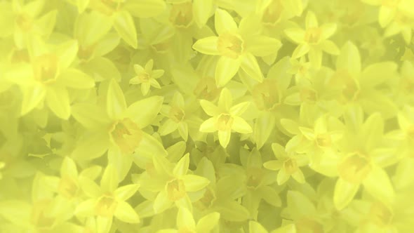 Beautiful Springtime Yellow Daffodils Floral Background