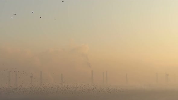 Crows fly over the smoking chimneys. Chemical contamination.