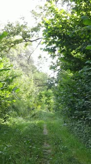 Vertical Video of Beautiful Green Forest By Day