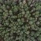 The Drone Flies Over the Forest - VideoHive Item for Sale