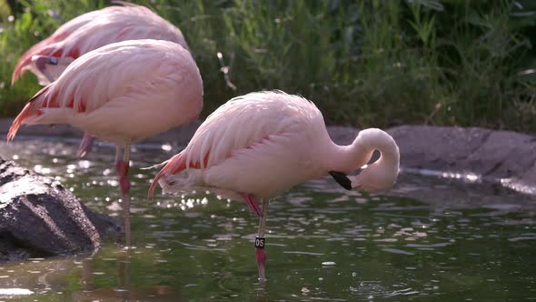 Static view of flamingos standing in water