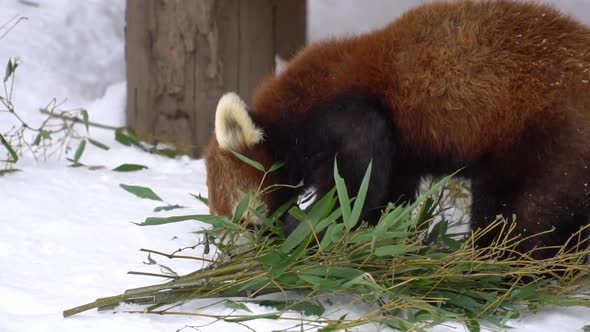 Red Panda Eatting Bamboo Leaves