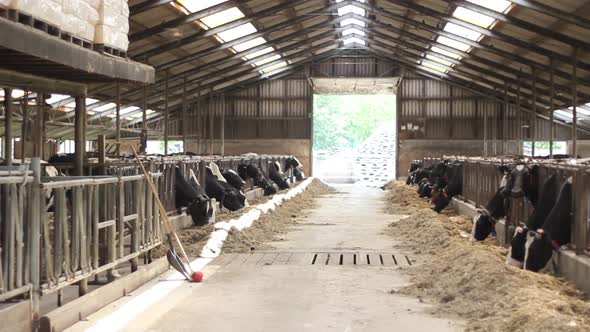 Pan of cows eating in barn