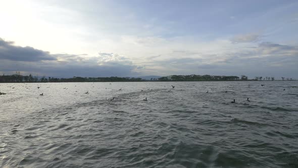 Ducks flying and floating on Lake Naivasha