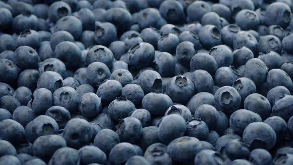 Blueberries Rotating