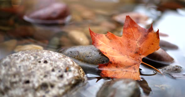 Close up of a golden autumn colored leaf in a forest river as raindrops splashing and making ripples