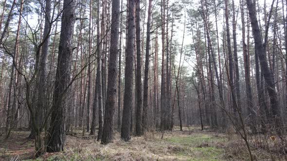 Forest Landscape Aerial View Slow Motion