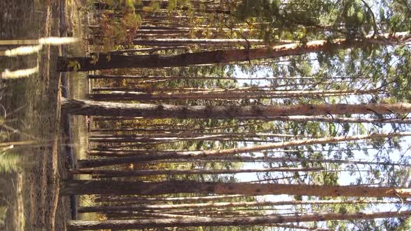 Vertical Video Autumn Forest with Trees in Ukraine Slow Motion