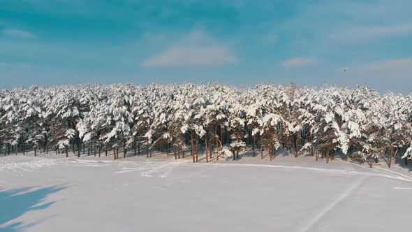 Flying Over a Snowy Winter Forest on a Sunny Day