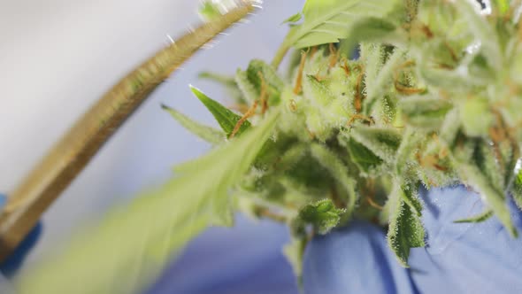 Macro shot of medical Cannabis trimming in a growing greenhouse