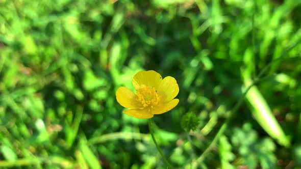 A close up single shot of wild caltha palustris or marsh marigold flower over the green wild meadows