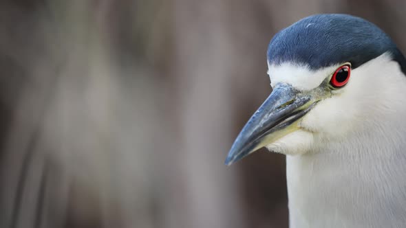 Pretty Nycticorax Nycticorax Heron in wilderness turning head in slow motion - macro close up