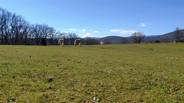 Wide shot of the countryside on a sunny day. There is a wide grass field with mountains at the back.