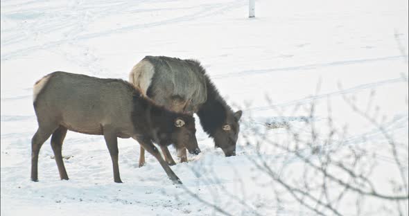 Elk peacefully grazing in the winter.