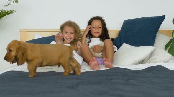 Happy children two little girls playing with cocker spaniel puppy and Scottish Fold kitty on a bed