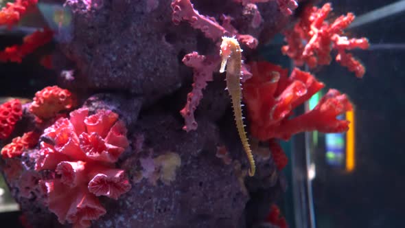 Amazing seahorse at the tropical corals, close-up