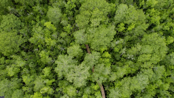 Path In The Woods Over Trees