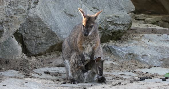 female of kangaroo with small baby in bag