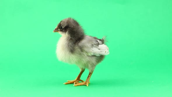 Little Fluffy Chicken on a Green Background Tweets and Walks