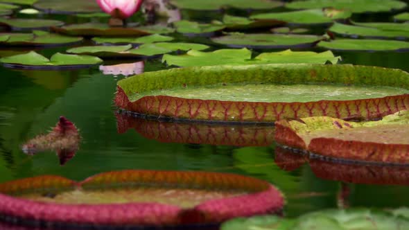 Lotus Flowers On Lake Water 12