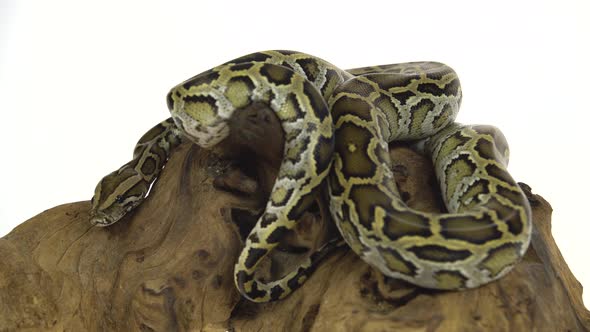 Granit Burmese Python or Python Molurus Bivittatus on Wooden Snag Isolated in White Background.