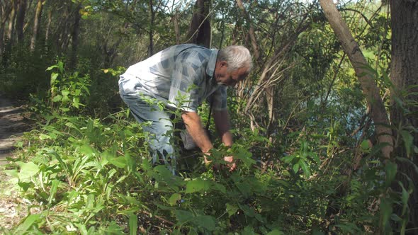 Man with Grey Hair Walks Along Lush Forest on Sunny Day