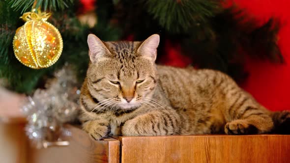 Tabby Striped Christmas Grey Cat Lies Near New Year Tree with Gold and Illuminating Yellow Christmas