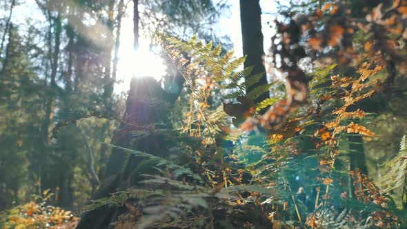 Bushes and Fern with Brown and Orange Leaves in Old Forest