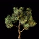 Growin Beautiful  Tree - VideoHive Item for Sale