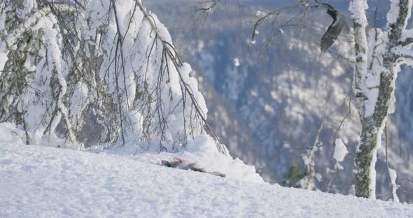 Majestic and Large Golden Eagle Landing in the Snow at Mountain Peak at the Winter