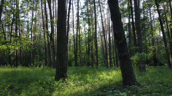 Beautiful Green Forest on a Summer Day Slow Motion