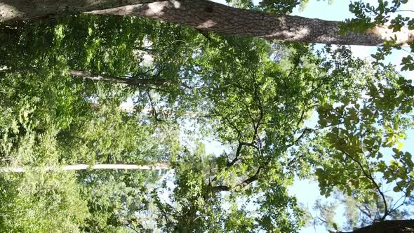 Vertical Video of Green Forest By Day