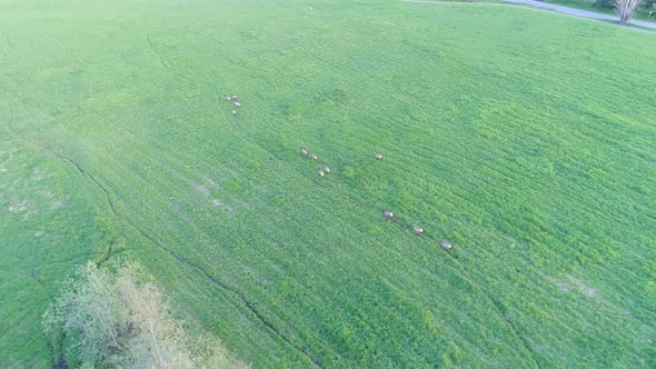 Elk Herd Running Through Field Aerial View