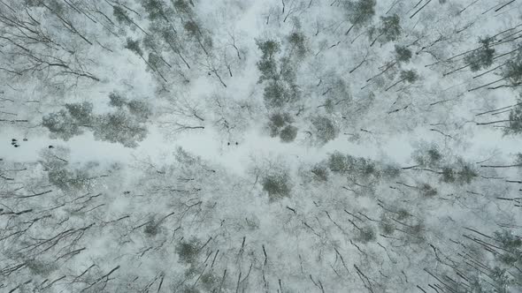 Drone view of the forest during winter.