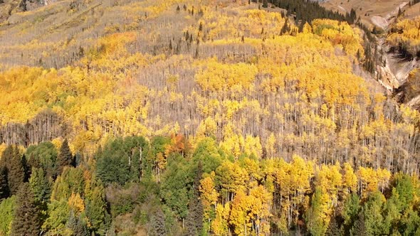 Yellow Autumn Aspen Tree Leaves